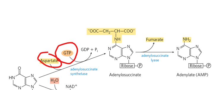 <p>From IMP what happens if a cell chooses to convert to AMP </p>