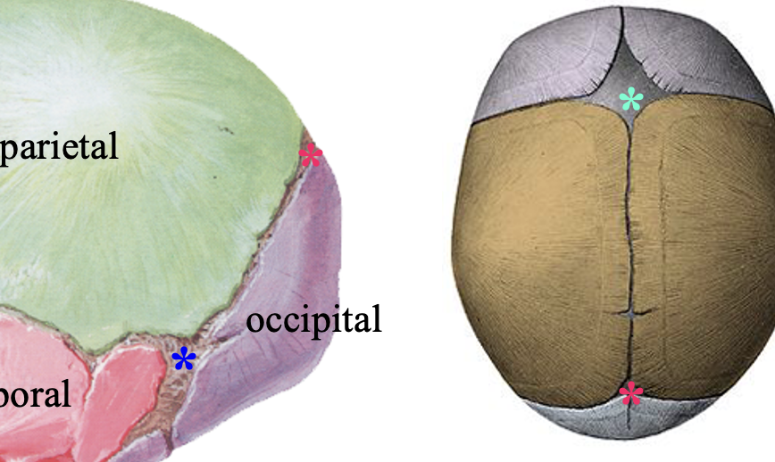 <ol><li><p>posterior fontanelle is located between the parietal and occiptal bones</p></li><li><p>closes  at <strong>2-3 months </strong></p></li></ol><p></p>