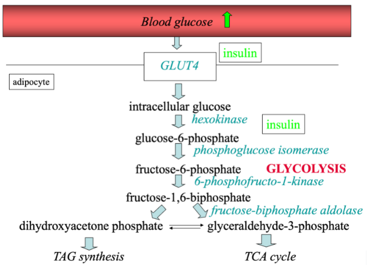 <ul><li><p>High blood glucose > high insulin</p></li><li><p>Glucose uptake by adipocytes (insulin-dependent)</p></li><li><p>Used for fat storage</p></li><li><p>Low blood glucose > low insulin</p></li><li><p>Breakdown of fat and release of fatty acids and glycerol into the blood</p></li></ul><p></p>