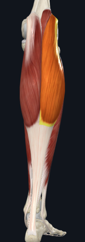 <p>what is the name of this following muscle and what compartment is t found in ?</p>