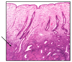 <p>It produces new cells to replace damaged skin cells.</p>