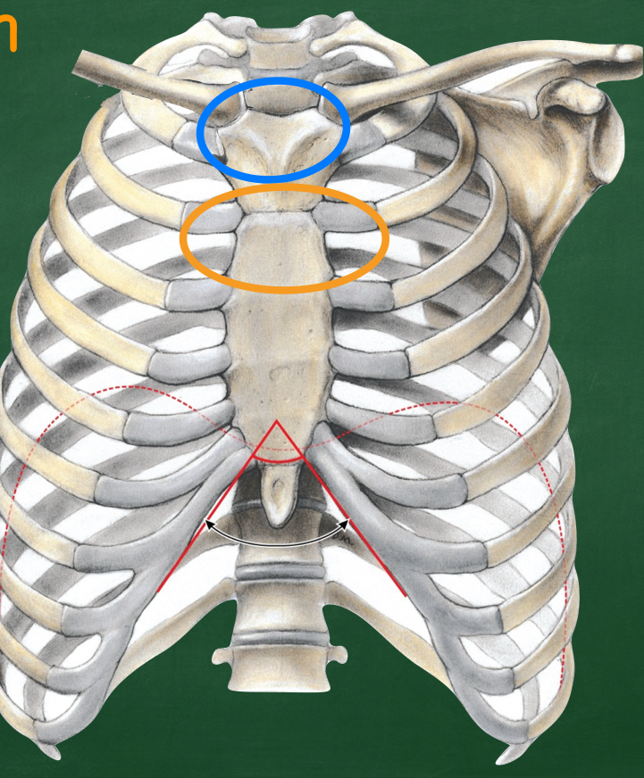 <p>Name two thoracic surface landmarks (Blue and orange)</p>