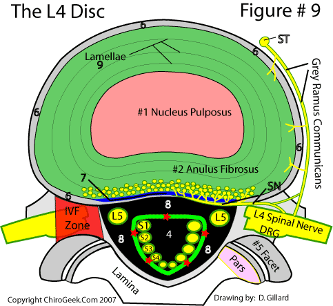 <p>What Strucute Intervertebral Disc</p>