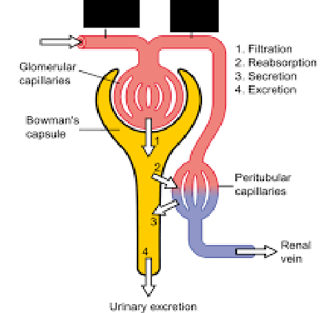 <p><span style="background-color: transparent;">_______ arterioles carry blood inside the glomerulus for filtration, while _______ arterioles carry blood away from the glomerulus.</span></p>