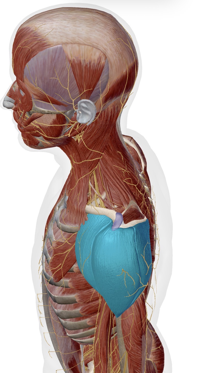 <p>Muscle, Innervation, Action </p>
