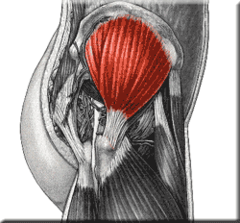 <p>Superior Gluteal N</p>