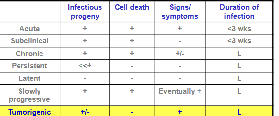 <p><span style="background-color: transparent;"><strong>We currently know of at least six viruses which are associated with the formation of tumours in infected humans:</strong></span></p><ul><li><p><span style="background-color: transparent;"><strong>HHV-4 / EBV</strong></span></p></li><li><p><span style="background-color: transparent;"><strong>HBV</strong></span></p></li><li><p><span style="background-color: transparent;"><strong>HCV</strong></span></p></li><li><p><span style="background-color: transparent;"><strong>HHV-8</strong></span></p></li><li><p><span style="background-color: transparent;"><strong>HPVs</strong></span></p></li><li><p><span style="background-color: transparent;"><strong>HTLV</strong></span></p></li></ul><ul><li><p><span style="background-color: transparent;"><strong>The relationship between virus infection and tumourigenesis is indirect and complex.</strong></span></p></li></ul><p></p><p>infectious progeny: +/-  (virus produces infectious particles)</p><p>cell death: - (infected cells don’t die)</p><p>signs/symptoms: eventually + (symptoms are present)</p><p>duration of infection: long lasting</p>