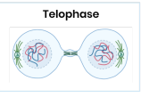 <p><strong>What happens during telophase?</strong></p>