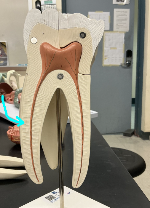 <p>Name this layer</p>