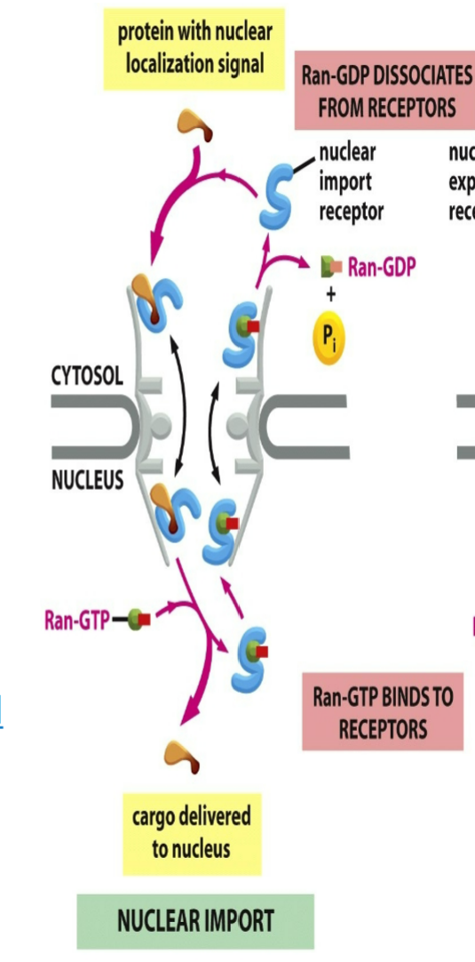 <ul><li><p>unicellular and mutually exclusive → when RAN-GTP binds to nuclear import receptor then cargo protein won’t be able to bind</p></li><li><p>cargo protein will bind to import receptor from the cytosol to be allowed to enter inside of nucleus → cargo lets go where RAN-GTP comes and binds to import receptor → enter out of cytosol and gets hydrolyzed into RAN-GDP which allows cargo protein to bind to it again</p></li><li><p>binds to import receptor after they diffuse through nuclear pore and into nucleus</p></li><li><p>causes them to release their cargo proteins, which therefore accumulate inside the nucleus</p></li></ul><p></p>