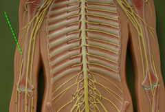 <p>coracobrachialis, biceps brachii, brachialis. lateral to median nerve.</p>