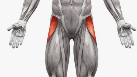 <p>Which muscle is this?</p>