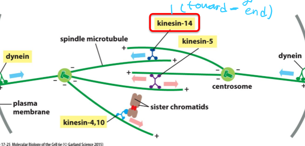 <ul><li><p>Single domain motor protein</p></li><li><p>Interacts with antiparallel microtubules</p></li><li><p>Pulls poles together by moving towards - end</p></li></ul><p></p>