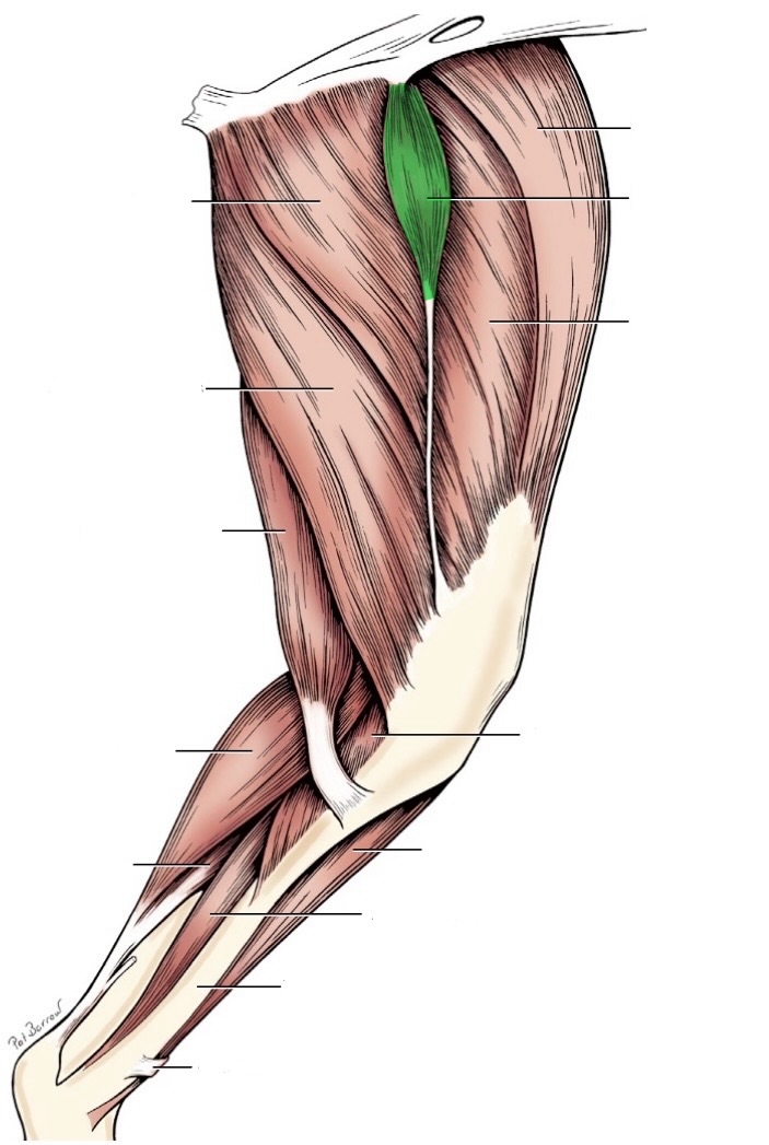 <p>action- adduct limb</p><p>origin- pubic tubercle</p><p>insertion- distal femur</p><p>innervation- obturator n</p>