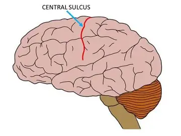 <p>Central Sulcus</p>