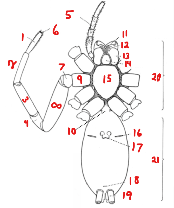 <p>21</p>