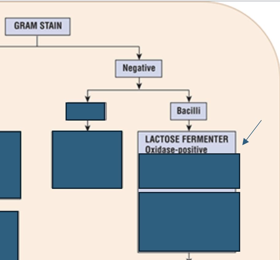<p>Which gram negative bacilli are lactose fermenters and oxidase positive?</p>
