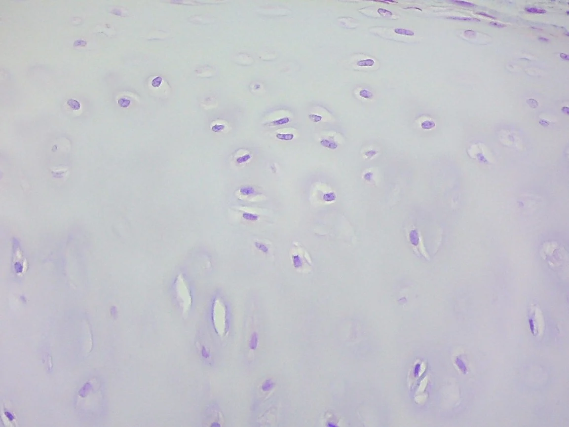 <p><span>Identify the tissue in the micrograph.</span></p>