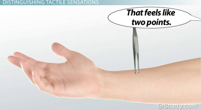 <p><span>The </span><span style="color: mediumseagreen !important;"><strong>two-point threshold</strong></span><span> is the </span><strong>minimum distance&nbsp;necessary between two points</strong><span> of&nbsp;stimulation on the skin such that the points will be</span><strong> felt&nbsp;as&nbsp;two distinct stimuli</strong></p>