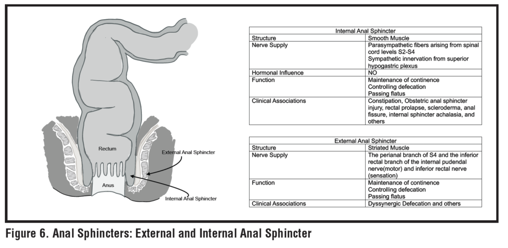 <p>Topically contracted sphincters</p>
