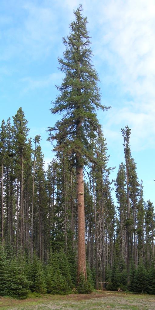 <p>Western larch </p>