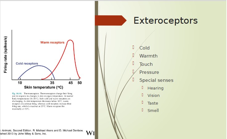 <p>What does exteroceptors detect?</p>