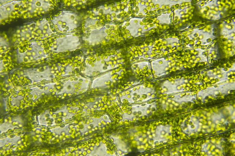 <p>Organelle where photosynthesis happens; contains chlorophyll.</p>