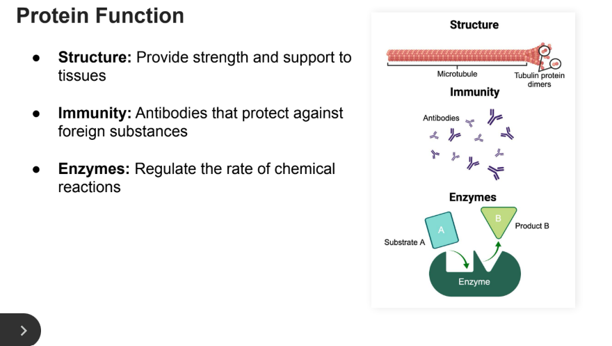 <ul><li><p><strong>Storage</strong></p><ul><li><p>Reservoir of Amino Acids</p></li></ul></li><li><p><strong>Hormones</strong></p><ul><li><p>Signaling Molecules that regulate physiological processes (they can be, not all hormones are these). <strong>EX</strong>: <strong>Insulin</strong></p></li></ul></li><li><p><strong>Receptors</strong></p><ul><li><p>Some may be able to effect change in the intracellular enviroment</p></li></ul></li><li><p>Structure: Provide strength and support to tissues</p></li><li><p>Immunity: Antibodies that protect against foreign substances</p></li><li><p>Enzymes: Regulate the rate of chemical reactions</p></li></ul><p></p>