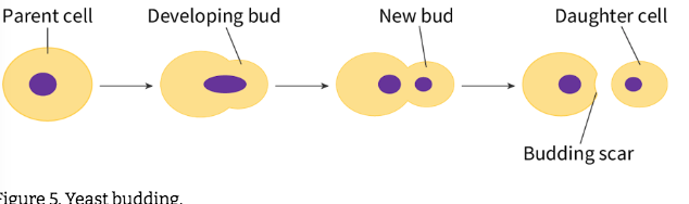 <ul><li><p>unequal cytokinesis</p></li><li><p>asexual reproduction = <span style="background-color: transparent;">&nbsp;outgrowth of a genetically identical daughter cell or ‘bud’ from the parent cell. The bud starts small and grows in size until it forms a fully developed cell that can function independently from the parent cell.</span></p></li><li><p><span style="background-color: transparent;">daughter cell is smaller than parent and gets less cytoplasm</span></p></li><li><p><span style="background-color: transparent;">parent cell left with small scar</span></p></li></ul><p></p>