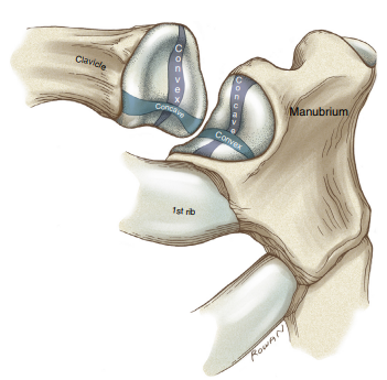 <p>articulation between manubrium of sternum and sternal end of clavicle </p><p>saddle synovial joint </p>