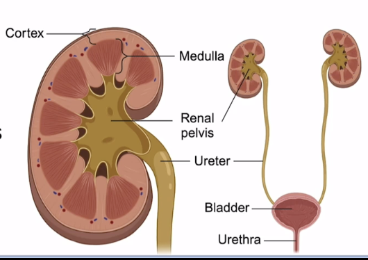 <p>Collecting Duct โ Renal Pelvis โ Ureter โ Bladder โ Urethra </p>