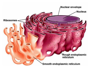<p>tubules continuous with RER</p><p>have enzymes that function in:</p><ol><li><p>lipid metabolism</p></li><li><p>absorption, synthesis, and transport of fats</p></li><li><p>absorption, synthesis, and transport of fats</p></li><li><p>storage and release of calcium</p></li><li><p>detoxification of some drugs and pesticides</p></li><li><p>concerting glycogen to free glucose</p></li></ol><p></p>