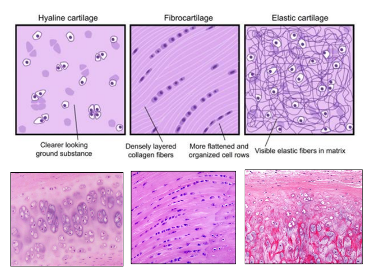 <ul><li><p><strong>Hyaline cartilage</strong></p><ul><li><p>clear looking ground substance</p></li></ul></li><li><p><strong>Fibrocartilage</strong></p><ul><li><p>densely layered collagen fibers</p></li><li><p>more flattened and organized cell rows</p></li></ul></li><li><p><strong>Elastic cartilage</strong></p><ul><li><p>visible elastic fibers in matrix</p></li></ul></li></ul><p></p>