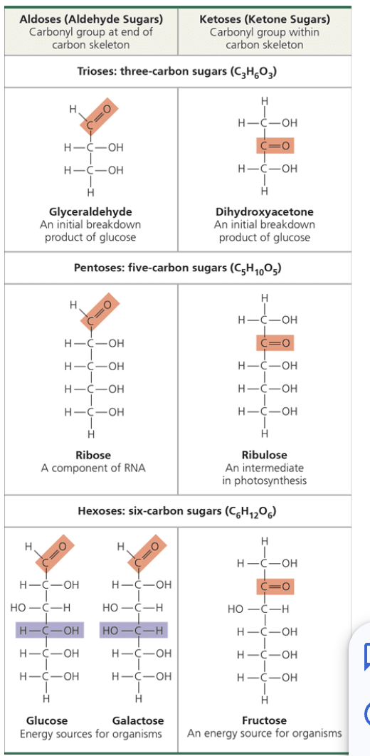 <ul><li><p><span style="background-color: transparent;">Depending on the location of the carbonyl group, a monosaccharide is either an aldose (aldehyde sugar) or ketose (ketone sugar)</span></p><ul><li><p><span style="background-color: transparent;">Glucose is an aldose</span></p></li><li><p><span style="background-color: transparent;">Fructose is an isomer of glucose and is a ketose</span></p></li></ul></li></ul><p></p>