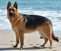 <p>German Shepherd</p>