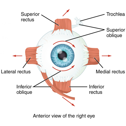 <p>Top of the eye</p>