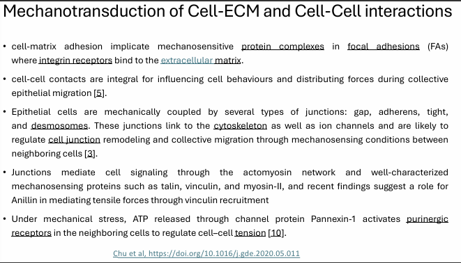 <p>Mechanotransduction occurs through both <strong>cell–ECM adhesions</strong> and <strong>cell–cell junctions</strong>, which allow cells to sense, transmit, and respond to forces.</p><p> Cell–ECM interactions </p><ul><li><p>Cells attach to the <strong>extracellular matrix (ECM)</strong> through <strong>integrins</strong></p></li><li><p>Integrins connect to <strong>focal adhesions (FAs)</strong></p></li><li><p>FAs contain mechanosensitive proteins that transmit force to the cytoskeleton</p></li></ul><p> Cell–cell interactions </p><ul><li><p>Neighboring cells are linked by <strong>gap, adherens, tight, and desmosomal junctions</strong></p></li><li><p>These junctions connect to the <strong>cytoskeleton</strong></p></li><li><p>They help distribute forces across tissues and regulate <strong>collective migration</strong> and <strong>junction remodelling</strong></p></li><li><p>Key mechanosensitive proteins </p><ul><li><p><strong>talin</strong></p></li><li><p><strong>vinculin</strong></p></li><li><p><strong>myosin-II</strong></p></li><li><p><strong>Anillin</strong> may also help transmit tensile forces through vinculin recruitment</p></li></ul><p> Additional signaling </p><ul><li><p>Under mechanical stress, <strong>ATP</strong> can be released through <strong>Pannexin-1</strong></p></li><li><p>ATP then activates <strong>purinergic receptors</strong> in neighboring cells</p></li><li><p>This helps regulate <strong>cell–cell tension</strong></p></li></ul></li></ul><p></p>