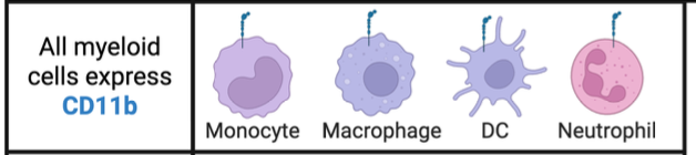 <p>express CD11b </p><ul><li><p>Monocyte</p></li><li><p>Macrophage</p></li><li><p>DC</p></li><li><p>Neutrophil</p></li></ul><p></p>