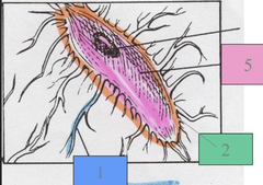 <p>Identify this cell.</p>
