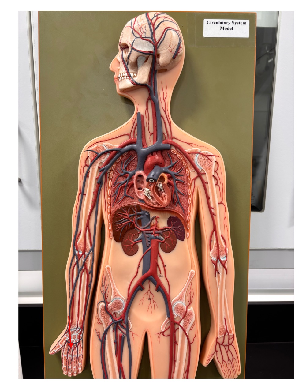 <p>name the blood vessel</p>