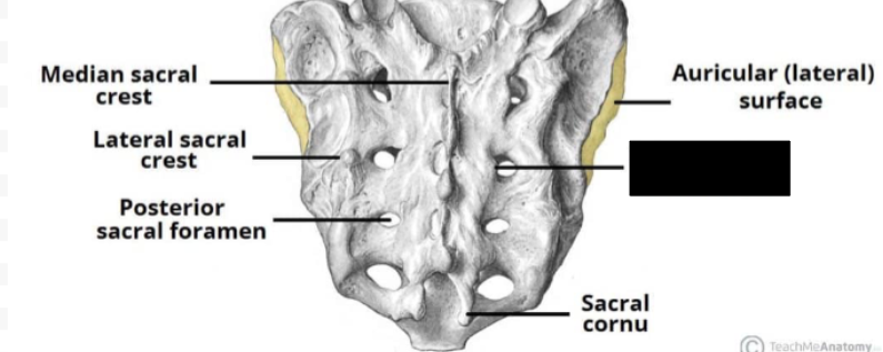 <p>What part of coccyx is this?</p>
