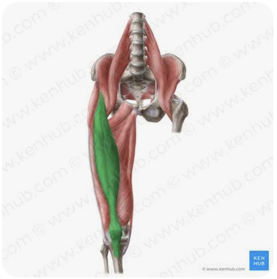 <p>O: Anterior inferior iliac spine</p><p>I: Patella, tibial tuberosity</p><p>A: Extension of the leg; flexion of the thigh</p><p>N: Femoral nerve</p>