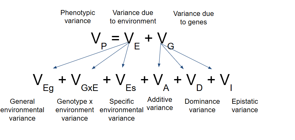 <ul><li><p>V<sub>P </sub>= V<sub>E </sub>+ V<sub>G</sub></p></li><li><p>V<sub>Eg </sub>+ V<sub>GxE</sub> + V<sub>Es </sub>+ V<sub>A </sub>+ V<sub>D</sub> + V<sub>I</sub></p></li></ul><p></p>