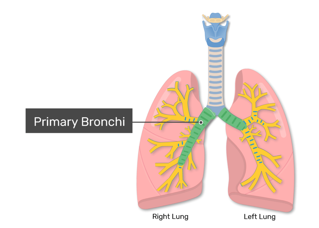 <ol><li><p>major airways in lower respiratory system </p></li><li><p>link trachea with R and L lungs </p></li><li><p>wrapped in rings of hyaline cartilage</p></li><li><p>interiors lined with mucous membrane </p></li></ol><p></p>