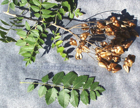 <p>scientific name</p>