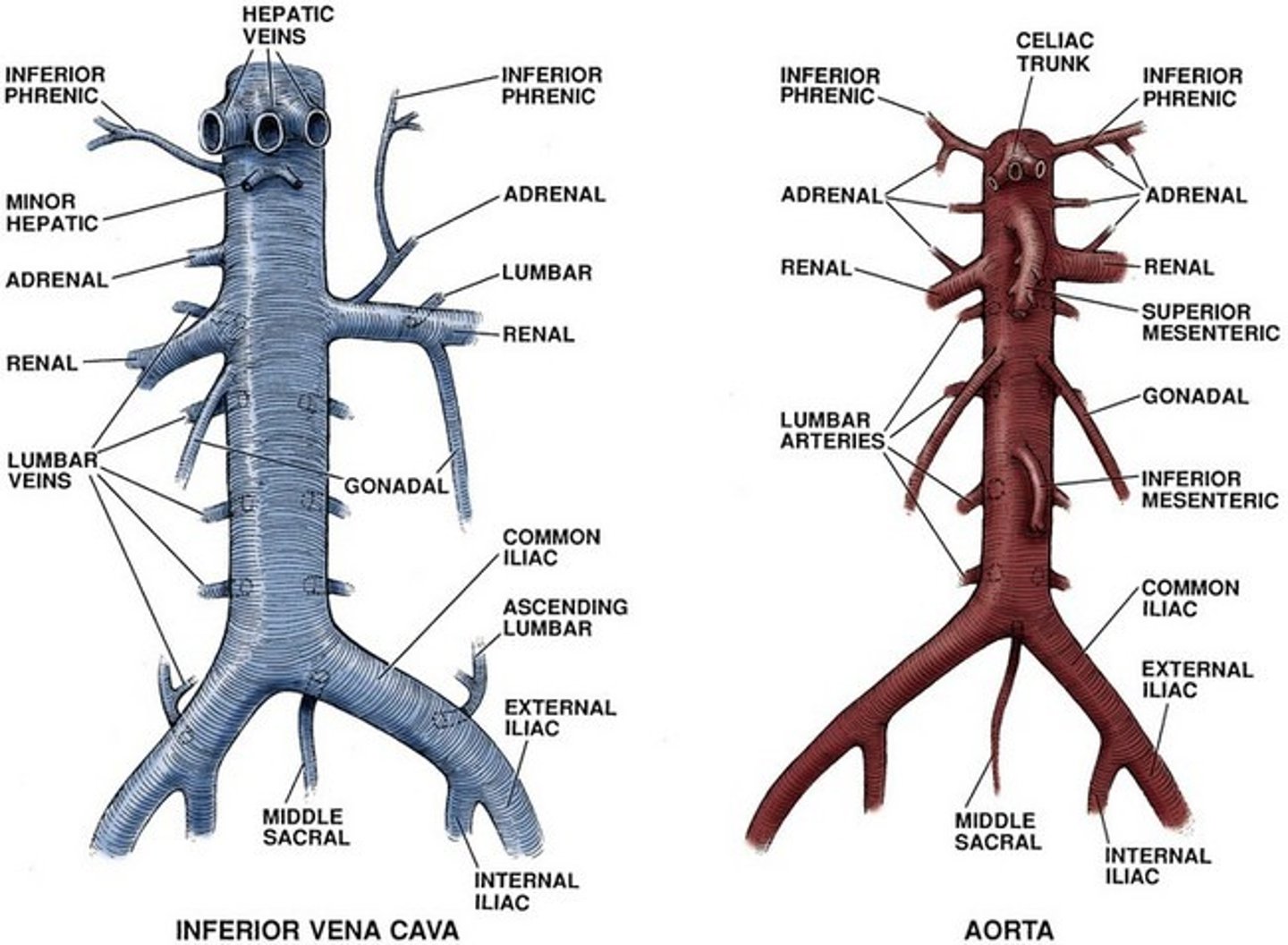 <p>all vessels are paired EXCEPT if they are digestive in nature - portal v. takes nutrients to the liver</p>