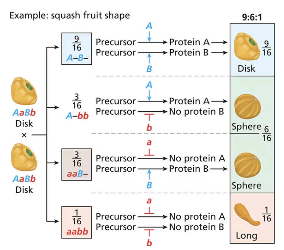 <p><span style="background-color: transparent;">different phenotype for homozygous dominant, homozygous recessive, and heterozygotes</span></p><ul><li><p><span style="background-color: transparent;">9:6:1</span></p></li></ul><p></p>