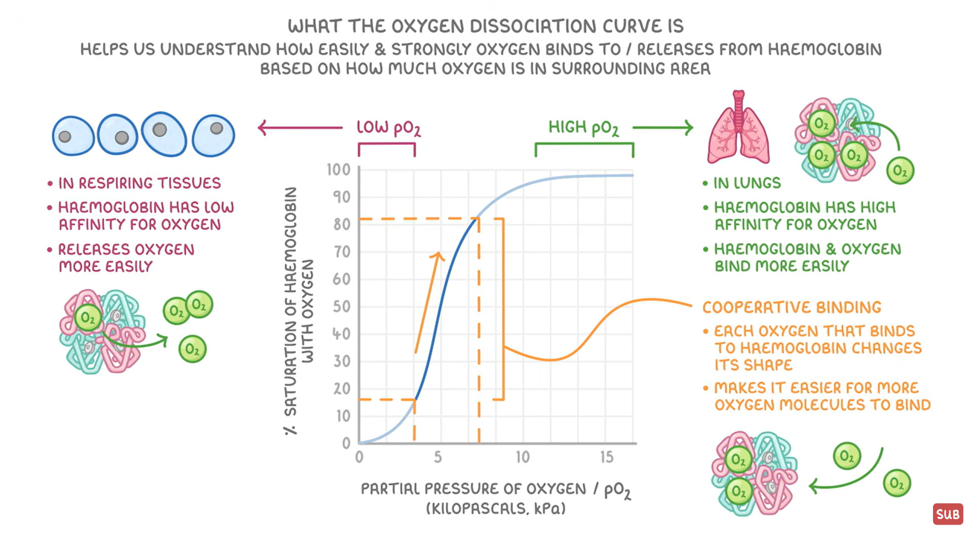 <p>hemoglobin’s affinity to O<sub>2</sub>(how easily it binds to it)- based on pO<sub>2</sub>, pCO<sub>2</sub> and hemoglobin saturation</p><p></p>