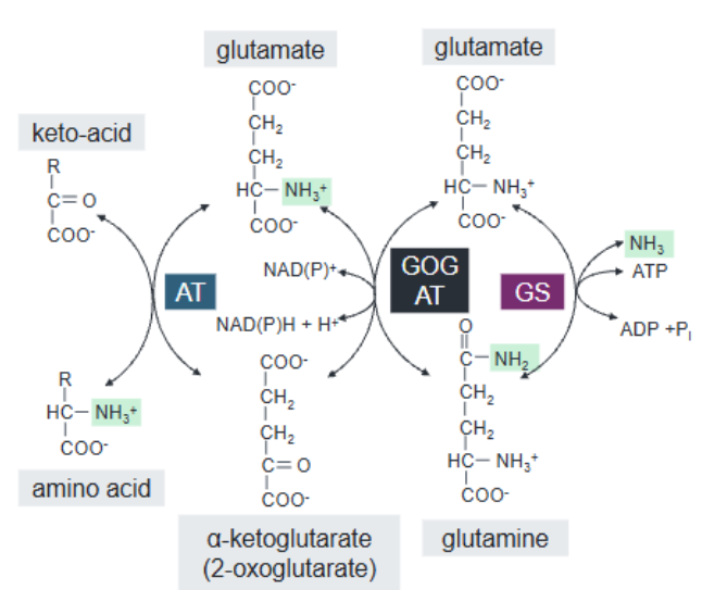<p>Cat NADPH dep conversion of Gln to Glu </p><p>Synthesizes 2 mol glutamate from glutamine and α-ketoglutarate via aminotransferase reaction</p>