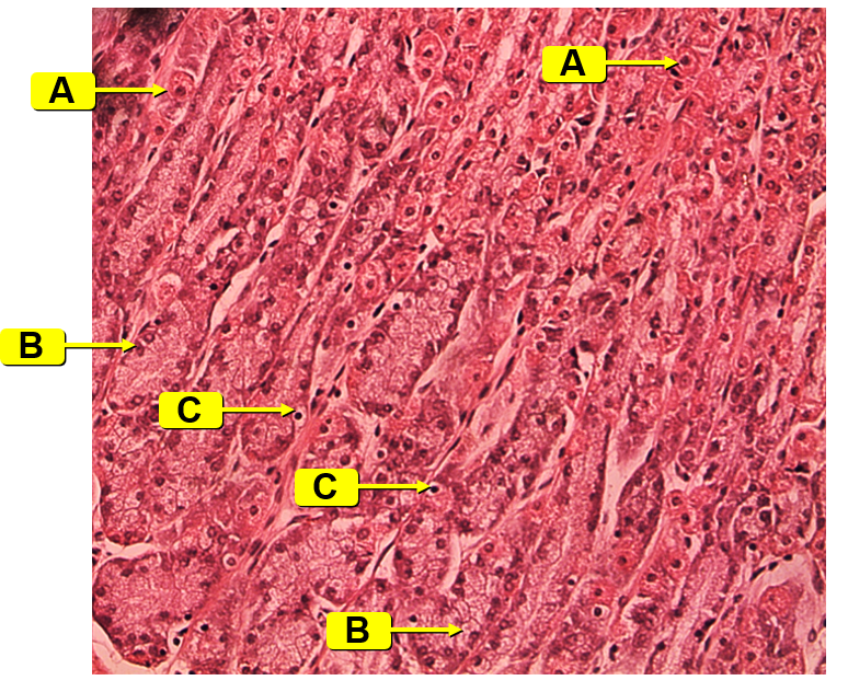 <p>Identify the image along with the labeled structures and their functions</p>